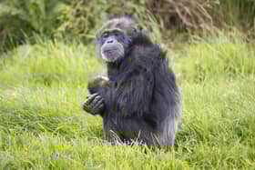 Pictured: Koko, aged 50