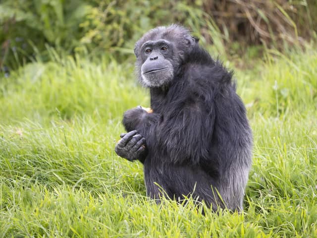 Pictured: Koko, aged 50