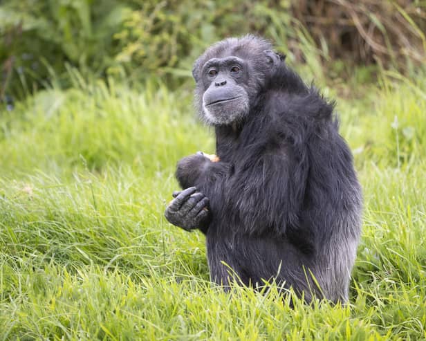 Pictured: Koko, aged 50