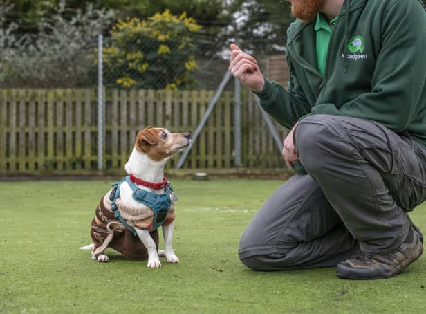 Free online help to help your dog learn new behaviours