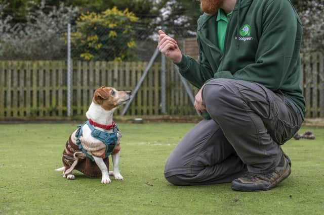 Free online help to help your dog learn new behaviours