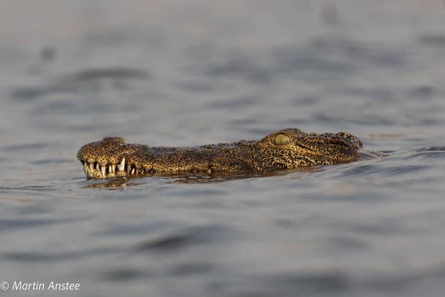 Martin's photograph of a crocodile