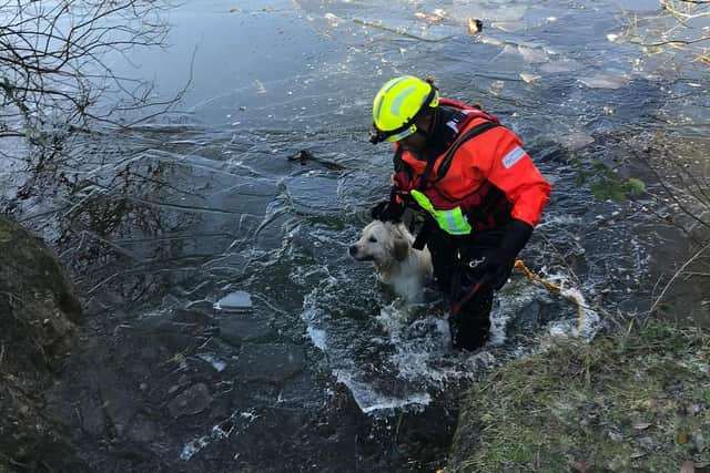 The cold canine is rescued from the water. Image: Shefford Community Fire Station.