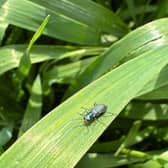 A parasitoide wasp on a winter bird food plant mix on the farm. Parasitoide wasps are natural predators of aphids, which can harm the plants by feeding and transmitting viruses.