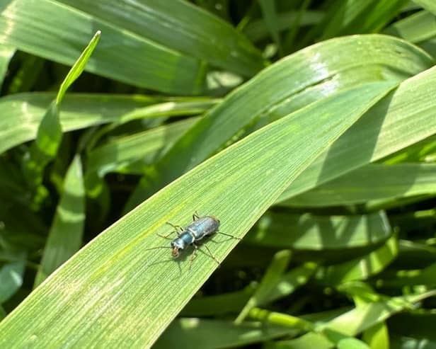 A parasitoide wasp on a winter bird food plant mix on the farm. Parasitoide wasps are natural predators of aphids, which can harm the plants by feeding and transmitting viruses.