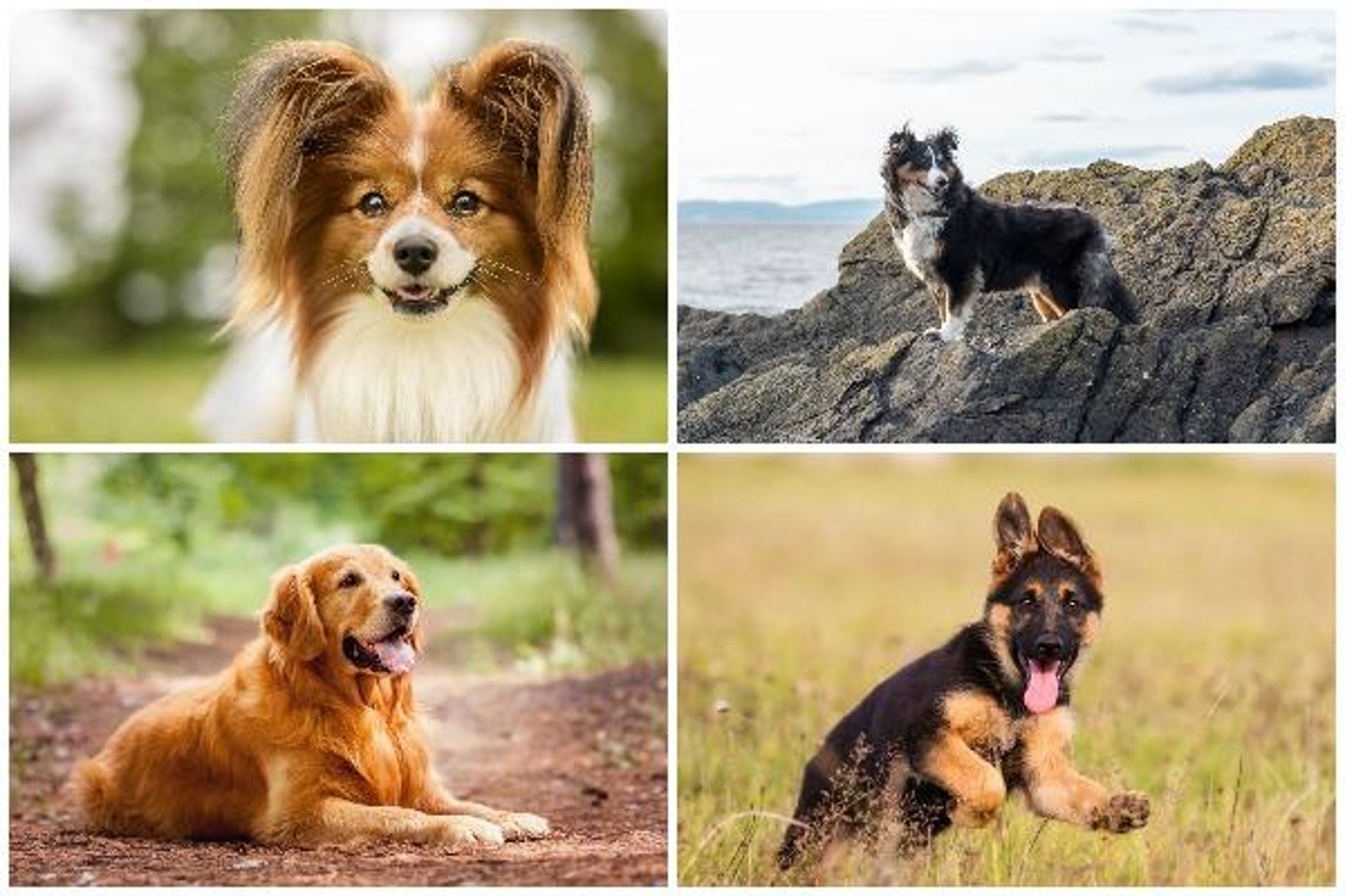 Smartest dog breeds the 24 most intelligent dogs from