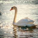 There are fears of bird flu among the wildlife population along the River Ouse