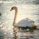 There are fears of bird flu among the wildlife population along the River Ouse