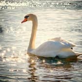 There are fears of bird flu among the wildlife population along the River Ouse