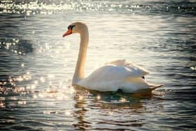 There are fears of bird flu among the wildlife population along the River Ouse