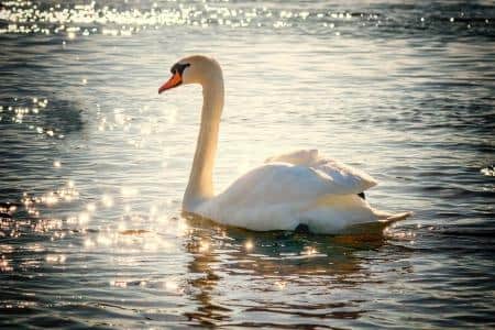 There are fears of bird flu among the wildlife population along the River Ouse