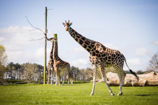 See the amazing giraffes up close and personal. Photo: Courtesy of Woburn Safari Park.