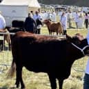 Tony Bayford claimed 1st place in the Young Handler competition