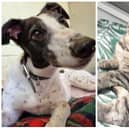 Magpie and Fate are two of the many animals currently living at the National Animal Welfare Trust rescue centre in Bedfordshire