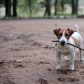 Jack Russels are now the favourite of King Charles and the Queen Consort