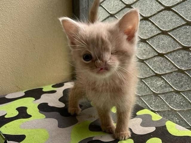 Benny who was born with one eye and has a cleft lip