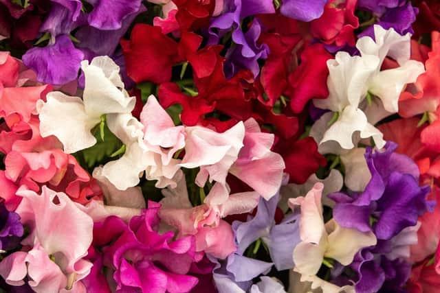 sweet pea Mixed Spencer (Lathyrus oderatus)  in full flower (photo: Adobe)