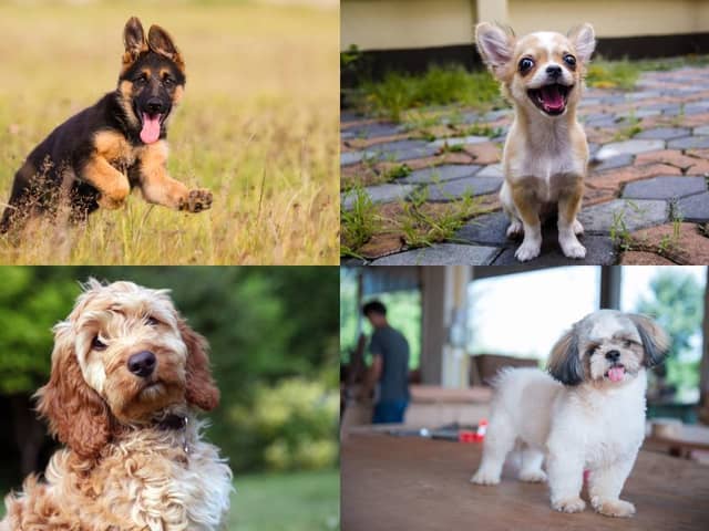 What is your favourite dog breed?
