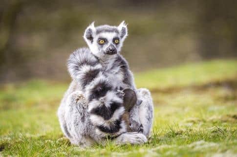 A lemur holding a baby