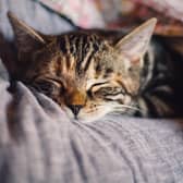 File image of a sleeping cat. Image by KAVOWO from Pixabay