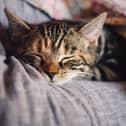 File image of a sleeping cat. Image by KAVOWO from Pixabay