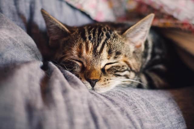 File image of a sleeping cat. Image by KAVOWO from Pixabay