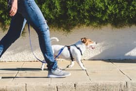 Check the temperature before taking your dog for a walk this summer. Image: Shutterstock.