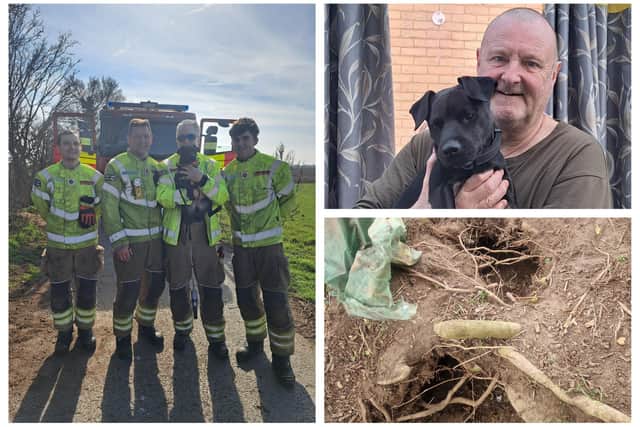 Pictures: Ozzie with some of the firefighters who rescued him; pictured with 'best buddy' Steve; the badget sett. Images supplied by Michelle Finn.