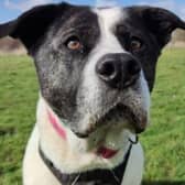Bella is a beautiful eight-year-old Akita cross Collie who has lots of love to give. Bella can be nervous by nature and takes a little time to warm up to new people but is excitable once settled into the home. Bella loves a cuddle on the sofa and would make a wonderful addition to a family with time, patience, and encouragement. Phone: 01908 584000 Email: beds.reception@nawt.org.uk