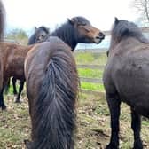 Six Dartmoor ponies are at The Lodge in Sandy for the summer