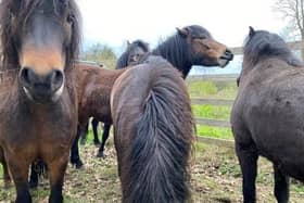 Six Dartmoor ponies are at The Lodge in Sandy for the summer
