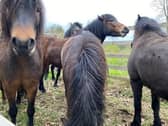 Six Dartmoor ponies are at The Lodge in Sandy for the summer