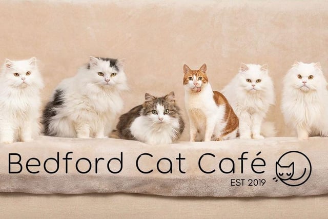 If you're a cat person (and honestly why wouldn't you be?), this one is purr-fect for you. Have a drink, a delicious bite to eat, and snuggle with one of the adorable rescue cats from boss-cat Steve who will shout for cuddles to the gorgeous three-legged Utange. You can even enjoy a fancy afternoon tea!
Find out more at bedfordcatcafe.wixsite.com/catcafe