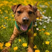 Don’t let your pets lose their cool in hot weather