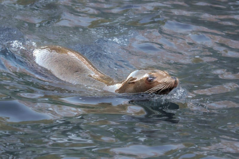 December has seen a new arrival at Woburn Safari Park last week,  Gala the California Sea Lion!
She is 20 years old and has already bonded with her new friends, Kira and Leoni. Just days after touching down in the county,  she was keen to show off her flippers and dives during training with the keepers. Gala is easy to recognise with her distinctive slender snout and smaller frame.