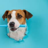 Dogs need their teeth brushing regularly to keep them healthy (photo: Adobe)