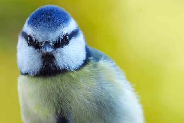 Early birdwatcher Tony Margiocchi snapped this hungry blue tit in Whipsnade, Dunstable.