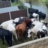 Still from a video showing cows invading a garden in Biggleswade.