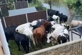 Still from a video showing cows invading a garden in Biggleswade.