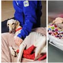 Peanut has been making positive progress. Image: RSPCA.