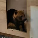 Female Bush Dog arriving
