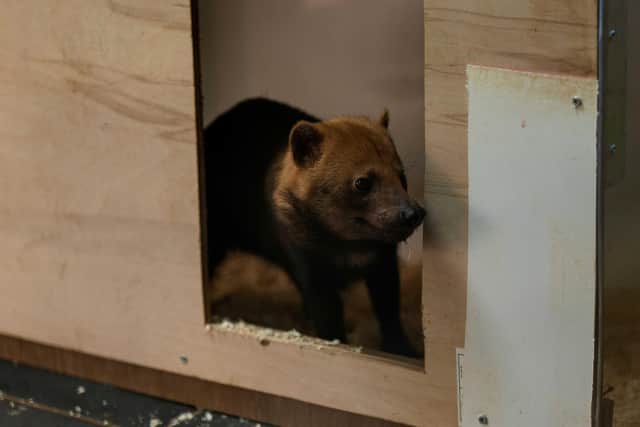 Female Bush Dog arriving