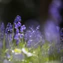 Bluebells.  (Photo by Christopher Furlong/Getty Images)