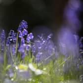 Bluebells.  (Photo by Christopher Furlong/Getty Images)
