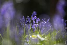 Bluebells.  (Photo by Christopher Furlong/Getty Images)