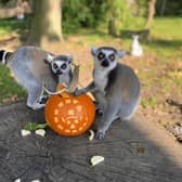 Inquisitive ring-tailed lemurs search out hidden treats inside a Halloween pumpkin