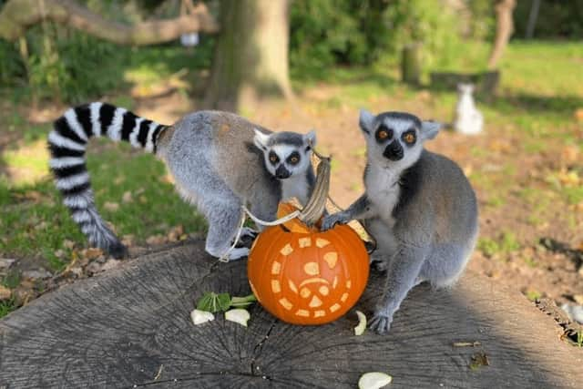 Inquisitive ring-tailed lemurs search out hidden treats inside a Halloween pumpkin