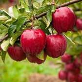Apple Day. Image supplied by Fairfield Parish Council.