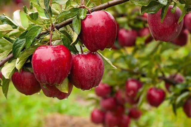 Apple Day. Image supplied by Fairfield Parish Council.