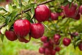 Apple Day. Image supplied by Fairfield Parish Council.